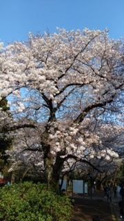 駒沢公園桜.jpg